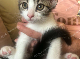 11-week-old male kitten
