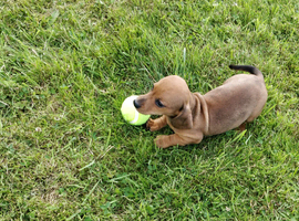 Miniature dachshund puppies
