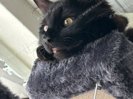 large male kitten long hair - castrated