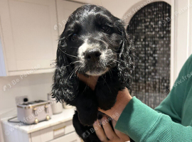 KC working cocker spaniel
