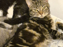 8 month old male tabby kitten needing a new home
