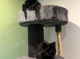 2 male cats for rehoming