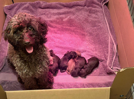 F1b cockapoo