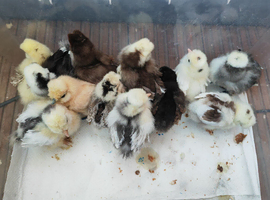 USA silkie chicks, hatching eggs
