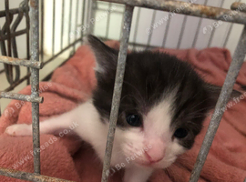 White and black kitten