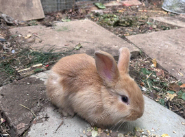 Mixed breed female rabbits for sale