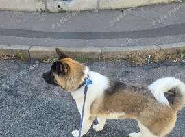 Akita 8 monts old papies