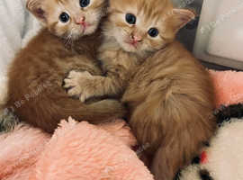 Mobile Animal Microchipping