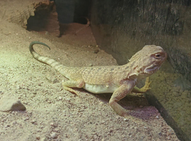 WANTED! 2 Female Toad-headed Agamas