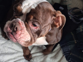 5 year old English Bulldog