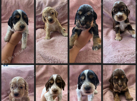 KC Reg health tested working cocker spaniels