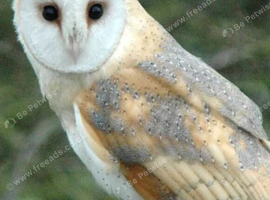 Barn owl for sale