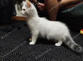 Maincoon cross ragdoll