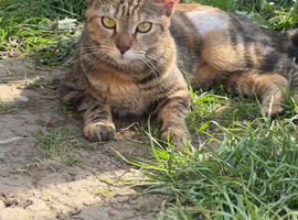 2 Beautiful female cats for sale