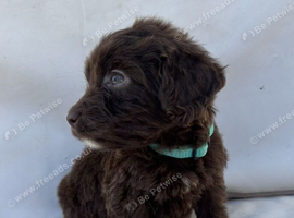 Exceptional F1 Chocolate Cockapoo Puppies