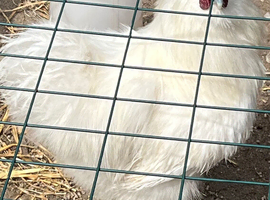 Silkie &lsquo; male &lsquo;