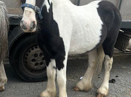Cob colt