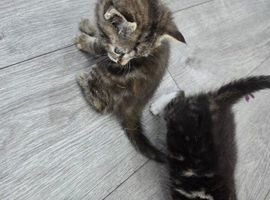 kittens