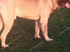 English mastiff