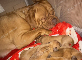 Dogue de Bordeaux Puppies