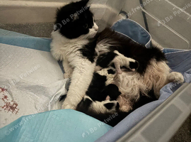 4 female kittens for sale
