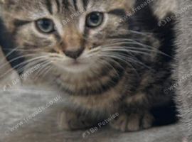 Kitten for sale