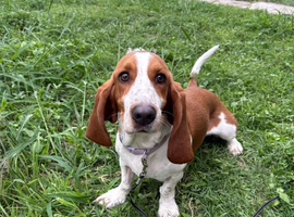 Basset Hound girl Ready for her new home