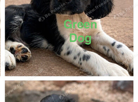 READY NOW!! 2 Dogs Left KC reg Heavily coloured ESS