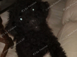 Black beautiful female puppy 14 weeks old