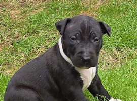 English bullterrier pupps