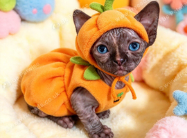 STUNNING CANADIAN SPHYNX KITTENS