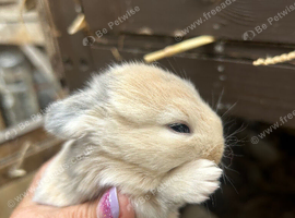 Beautiful pure bred mini lop babies - super temperaments