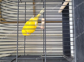 Yorkshire canaries