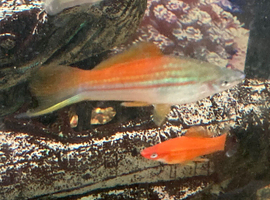 Swordtails