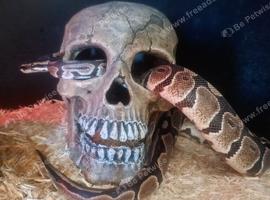 Royal python, male, 3yrs