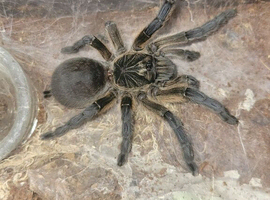 Golden Blue Leg Baboon tarantula