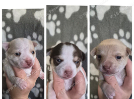 3 beautiful chihuahua puppys
