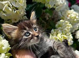 3 Maine Coon &times; Tabby female kittens &ndash; ready now