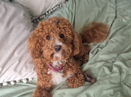 Dog grooming