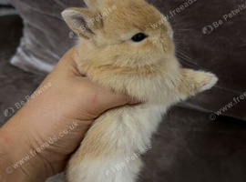 Netherland Dwarf babies