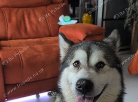 Female Alaskan Malamute