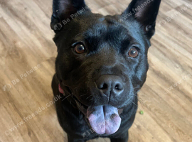 2yo staffy/chow chow