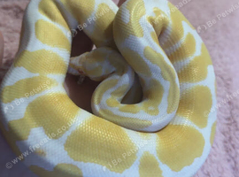 Python
