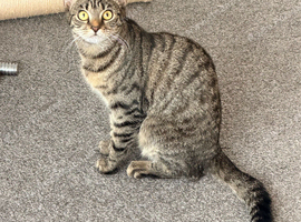 9 month old female kitten
