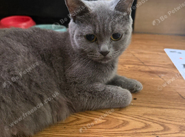Blue British short hairs