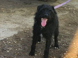 Patterdale Terrier Girl for Sale