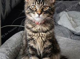 Tested SMA,PK,HCM,Only two left. Maine Coon Kittens