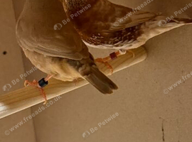 Triple and double Orange zebra finches