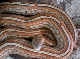 Tessera corn snake het 100% microscale, amel, anery, caramel +