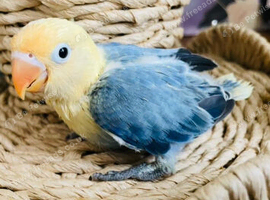Silly Tame Baby LoveBird